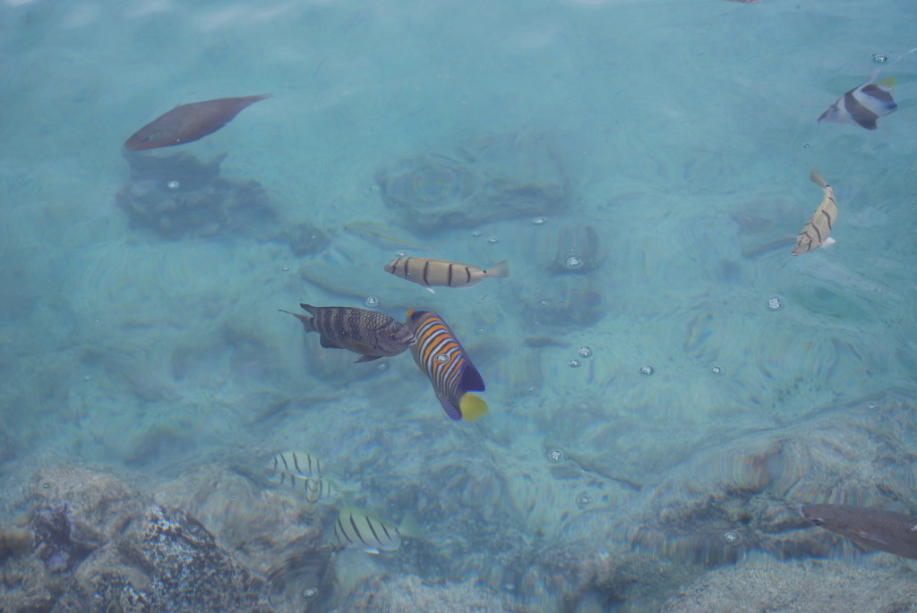 Fish in the lagoonarium.
