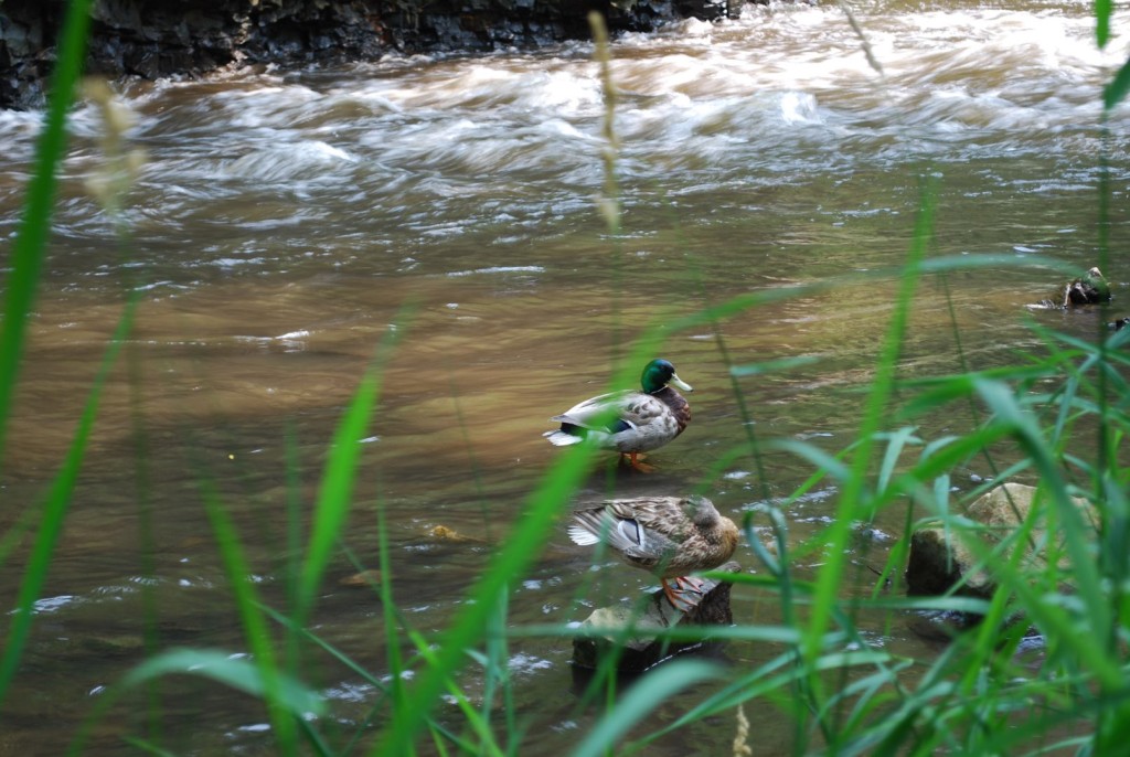 Mallard ducks on the Vermillion River.
