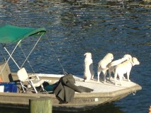 Dogs on Boat