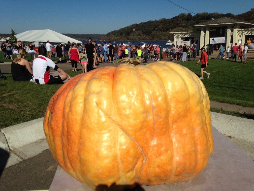 One of the 1,000 + pound pumpkins at Harvest Fest
