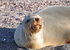 galapagos-islands-sea-lion