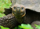 galapagos-islands-turtle