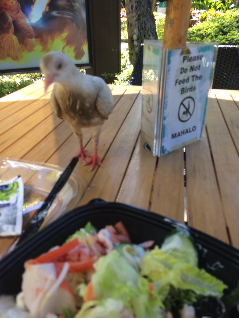 My lunch companion today