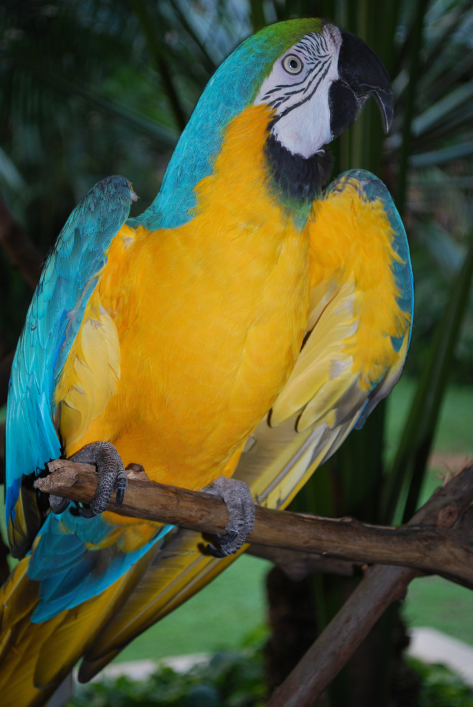 A blue and yellow Macaw