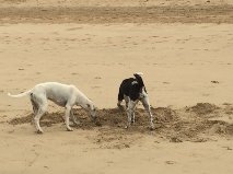 Dogs on Beach2